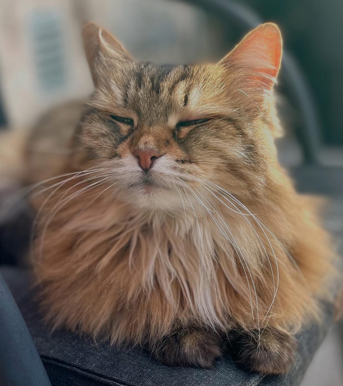 Sibirisk katt Juliet